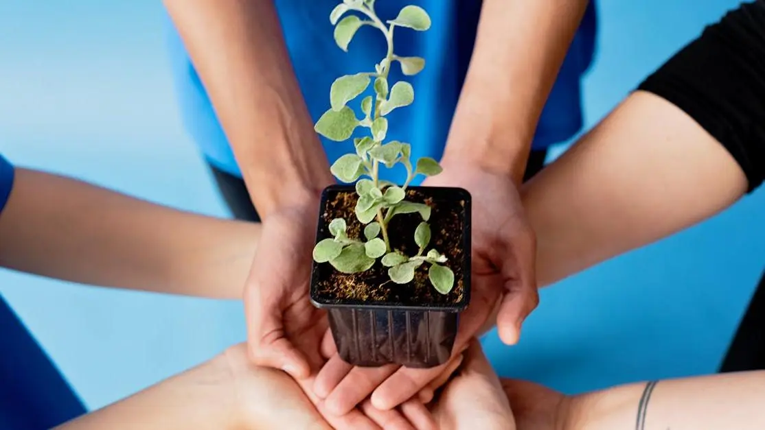 Volunteer needed: hands join to nurture a small plant, symbolizing teamwork and environmental care.