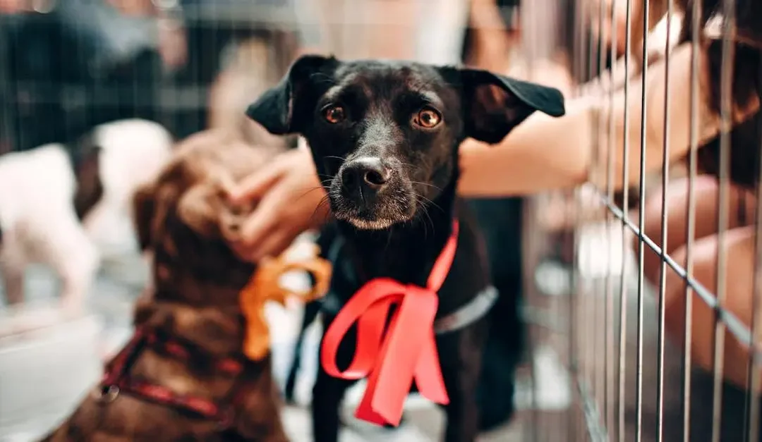How to Start Volunteer Work at an Animal Shelter