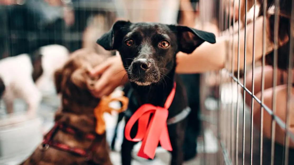 Volunteer work animal shelter: happy black dog with red ribbon awaiting adoption