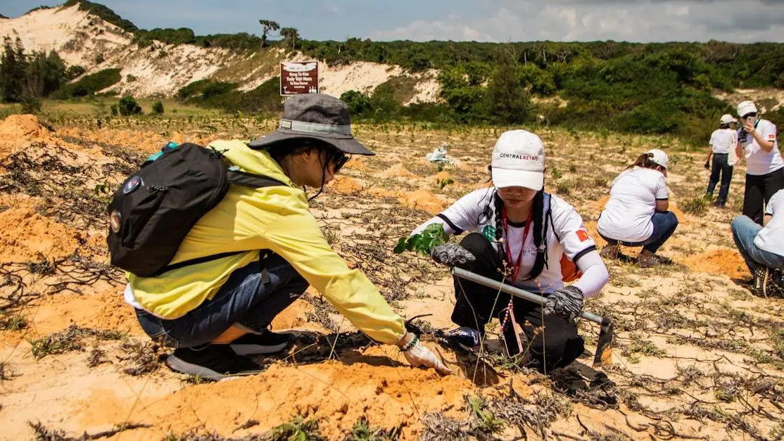 Volunteers planting trees on Phan Thiết dunes, Vietnam, promoting international volunteer jobs