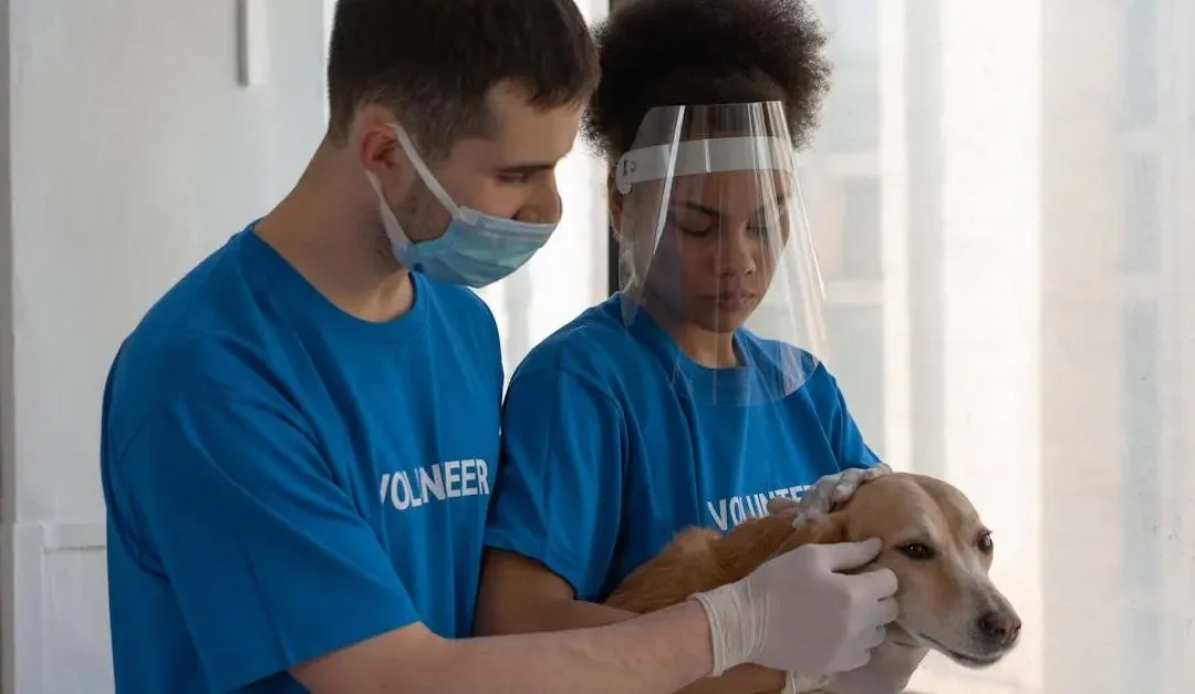 Animal Rescue Volunteering for Community Impact