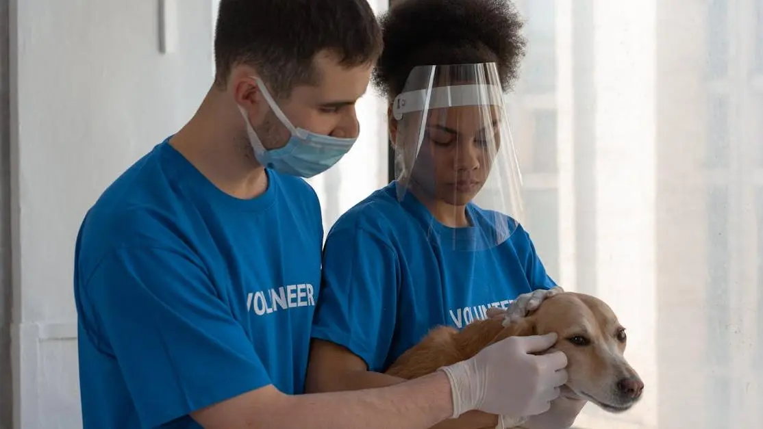 Volunteers in blue shirts provide care to a brown dog indoors, highlighting animal rescue volunteering