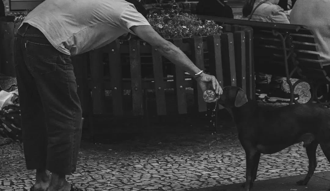 7 Inspiring animal volunteer opportunities for community-minded people
