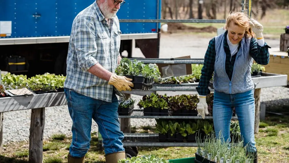 Seniors gardening together on a farm, tending lettuce—hands-on volunteer opportunities for seniors
