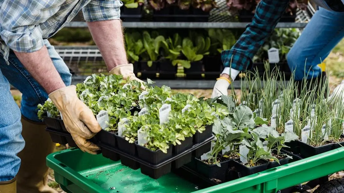 Teens volunteering for 14 year olds arranging vegetable seedlings on a green cart in a garden